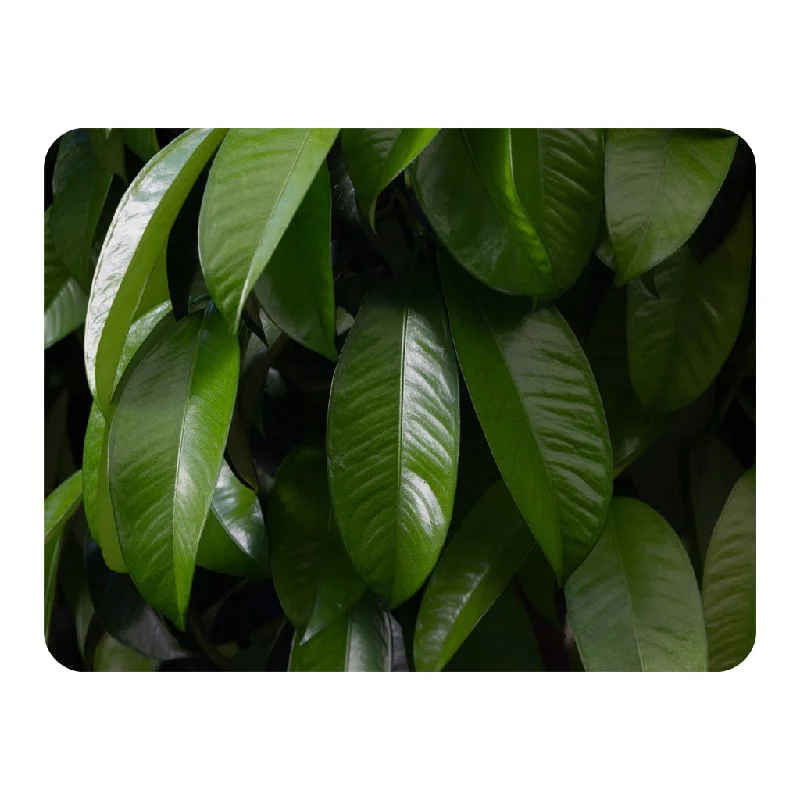 Cashmere blankets for ultimate softness and luxuryCloseup of beautiful glossy green leaves (Blanket) Cashmere blankets for ultimate softness and luxuryCloseup of beautiful glossy green leaves (Blanket)