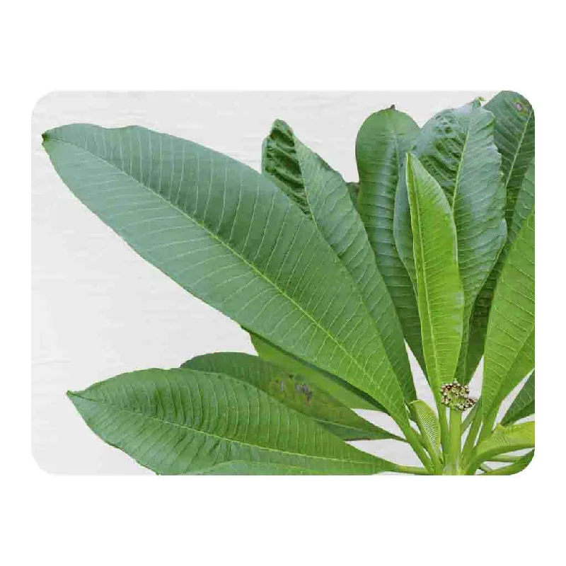 Acrylic blankets for a soft and affordable alternativeCollection Of Green Leaves On White Blanket Acrylic blankets for a soft and affordable alternativeCollection Of Green Leaves On White Blanket