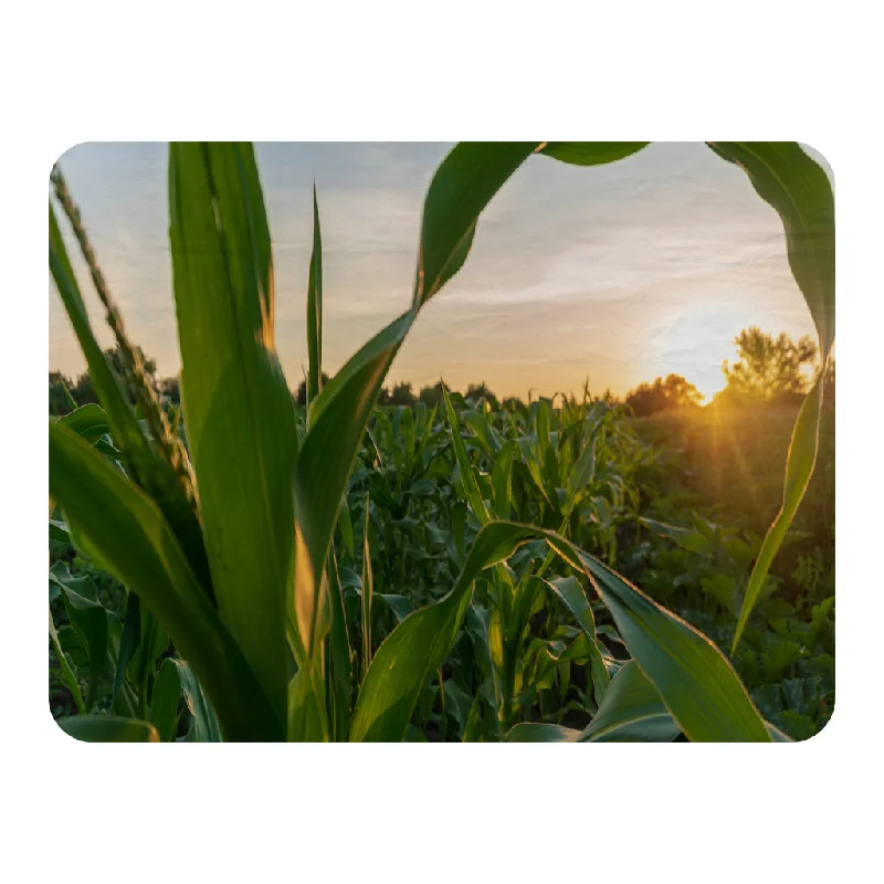 Recycled polyester blankets for an eco - conscious optioncorn and sun close up (Blanket) Recycled polyester blankets for an eco - conscious optioncorn and sun close up (Blanket)