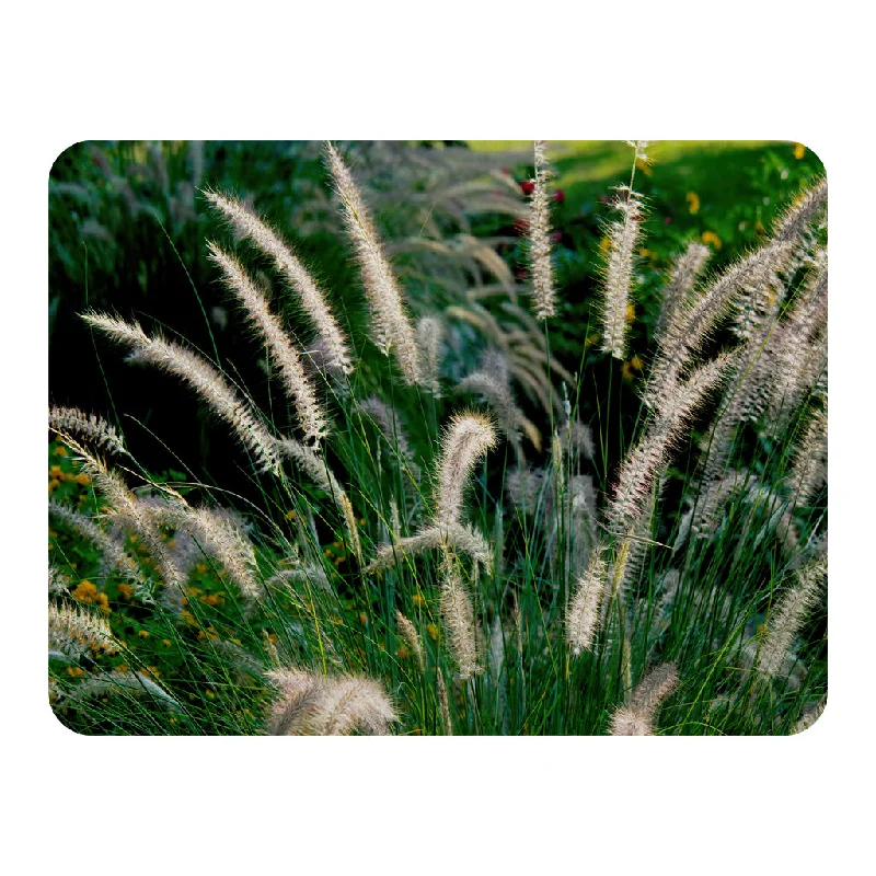 Synthetic fiber blend blankets for a budget - friendly choicedecorative cat tail grass growing along a walkway (Blanket) Synthetic fiber blend blankets for a budget - friendly choicedecorative cat tail grass growing along a walkway (Blanket)